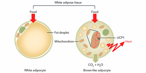 ShapePerfection_Two_Types_of_Adipocytes