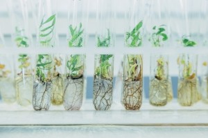 Developing alternative ingredients through biotechnology will be welcomed by post-pandemic beauty consumers (Getty Images)