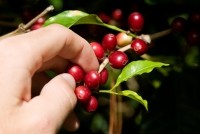 Person picking coffee cherries off the plant.