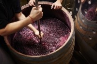 Winery workers treading red wine
