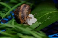 Snail laying eggs, white egg
