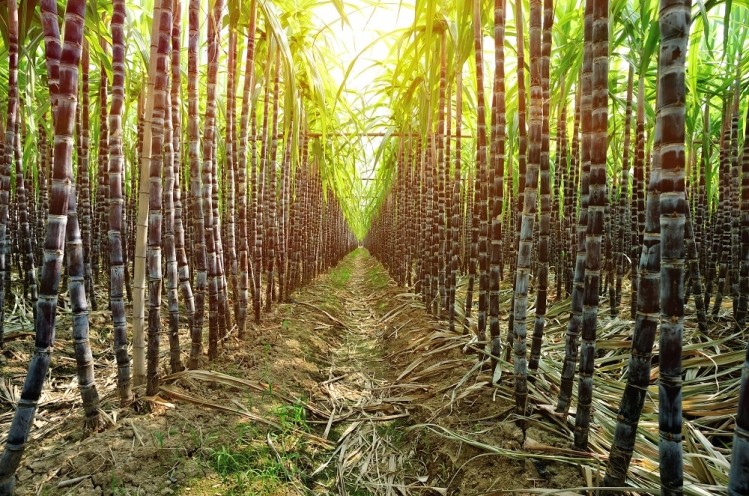 Emerald’s Tree-Free technology uses agricultural by-products including sugarcane. Image © lzf / Getty Image
