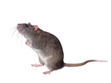 Scientists reveal ‘groundbreaking’ animal testing alternative for skin sensitivity