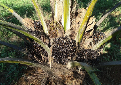 Industry giants weigh in on sustainable palm oil