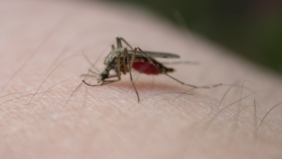 Scientists discover user-friendly mosquito repellent that could be used in cosmetics