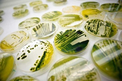 algae image via Solazyme