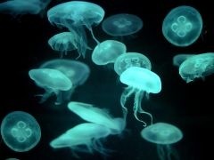 Cosmetics industry use of jellyfish can help falling fish stocks to recover