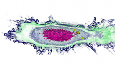 cell image via Nanolive SA