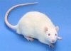 New animal testing alternative recommended over current method in US