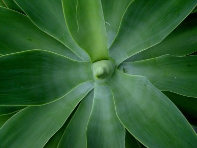 Agave shortage to hit cosmetics
