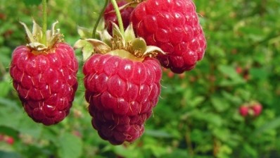 Raspberry extract shows strong anti-ageing potential