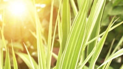 Plant’s natural sunscreen found to absorb all wavelengths of UV-B radiation