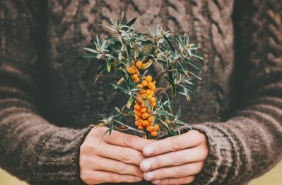 Researchers assessing the benefits of sea buckthorn now hope to progress on to animal studies. GettyImages