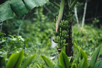 Kadalys works with banana farmers in Martinique to source fruit waste that it makes into a range of bioactive ingredients for beauty [Getty Images]