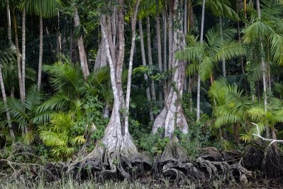 Sinami palm © Aziz Ary Neto Getty Images