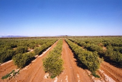 Arizona jojoba farm (image courtesy of Vantage)