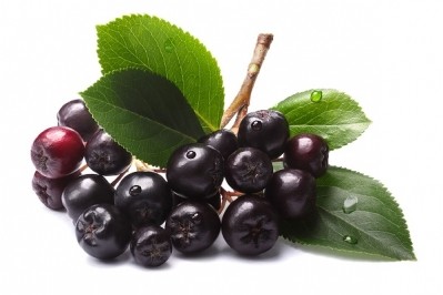 Chokeberry seed oil finds expanded distribution in North America