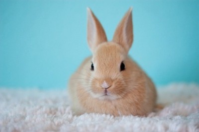 California on track to ban sale of animal-tested cosmetics and personal care products