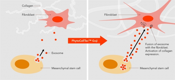 PhytoCellTec_Goji_Exosomes_from_Mesenchymal_Stem_Cells_Rejuvenate_Fibroblasts