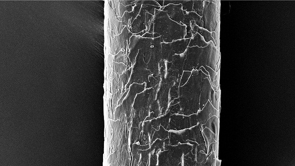 Highly-magnified SEM hair fiber image