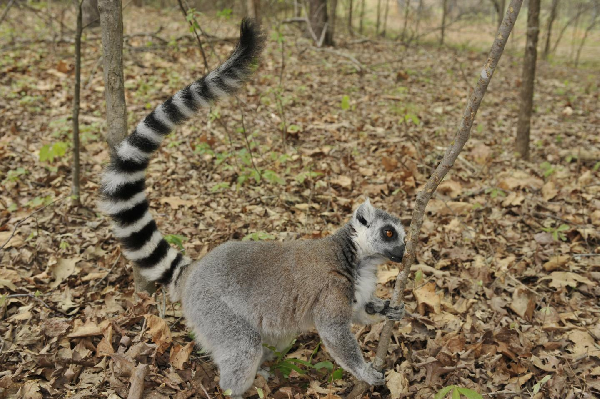 Research into Lemur secretions points to squalene as a key to longer-lasting scents