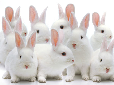 Congressman pledges to take lead on US animal testing ban