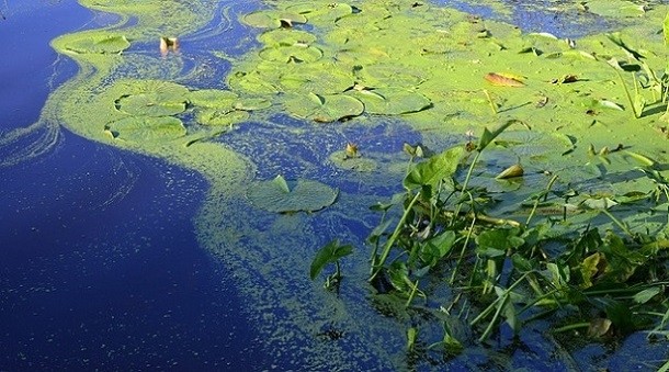Brazil’s Natura Cosmetics to formulate with microalgae oil