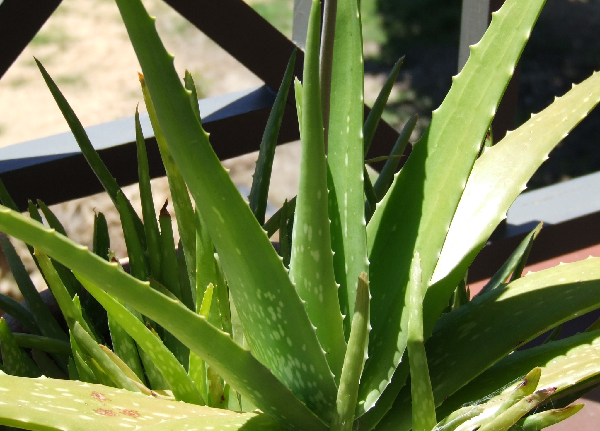 Improve USA launches aloe vera-derived anti-aging ingredient