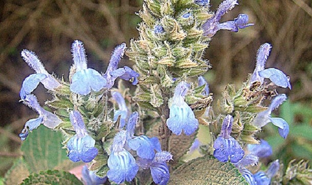 the chia plant, salvia hispanica (detail of a photo by Dick Culbert)