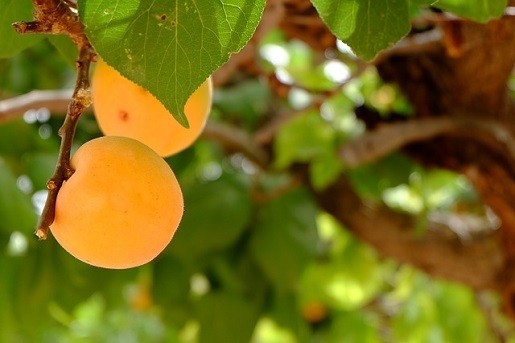 JiMari plans stone fruit cosmetics ingredient line