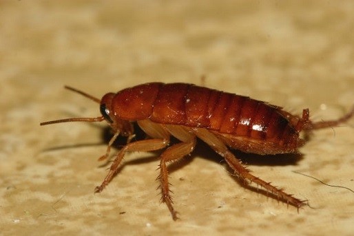 Cockroach cosmetics farms on the rise in China