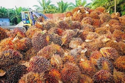 Orion Genomics to revolutionize palm oil industry with DNA research