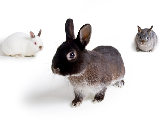 Dermalogica is the latest company to be penalised for testing on animals