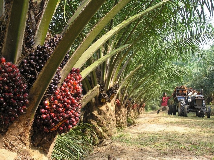 World’s second largest palm oil producer makes sustainability pledge
