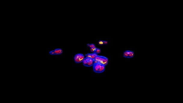 growing yeast cells (image via Nanolive)