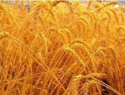 Wheat (Gluten-free) HerbaproteinTM
