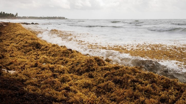 Carbonwave uses sargassum seaweed to develop different materials for different sectors, one of which is a broad-spectrum natural emulsifier. [Getty Images]