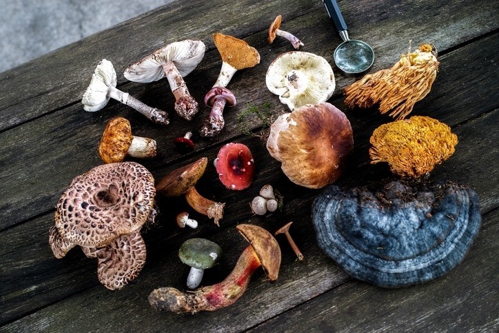 A Portuguese study has singled out two wild mushroom species as a new potential source of natural compounds with applications in the cosmetic industry.