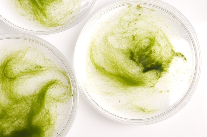 The 'majority of algal species' can accumulate carbohydrate compounds and capture chemicals and metals, offering promise for remediation of certain cosmetic chemical pollutants [Getty Images]