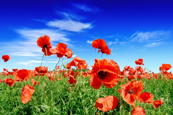 The common poppy [pictured] along with safflower and blue pea offered most promise as natural cosmetic dyes, offering stable and permanent yellows, oranges, blues and purples [Getty Images]