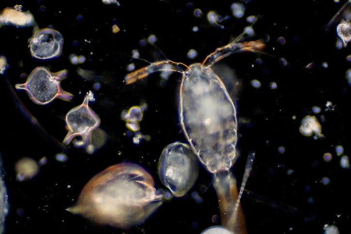 The effects of some UV filters on coral is well documents, but a research team out of Spain wanted to test how eight commercial sunscreens would impact marine zooplankton. © Getty Images - tonaquatic