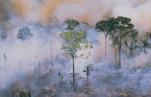 Three ways Brazil’s Amazon fires could impact the beauty industry