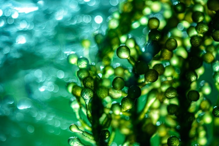 “Microalgae-based compounds have developed traction in the cosmetics industry due to their pigments and polysaccharides,” said Keller. © greenleaf123 Getty Images