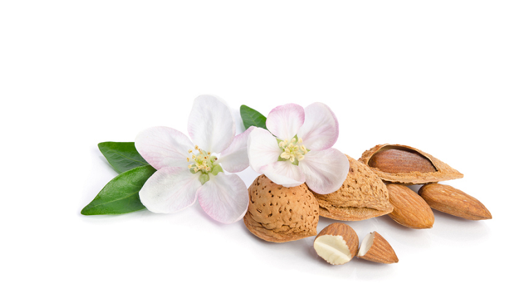 eating almonds has skincare benefits for postmenopausal women | © Getty Images \ (white_caty) 