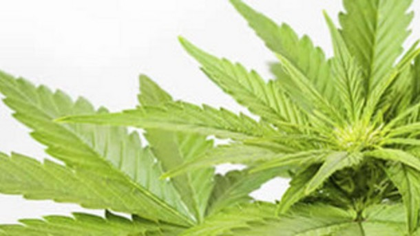 Cosmoprof NA panel hits on the cannabis 'dilemma'