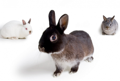 Scientists develop cell-based animal testing alternative