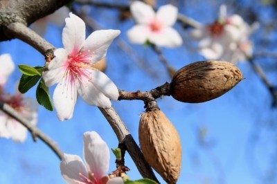 Almond Board of California aims to develop cosmetics ingredients