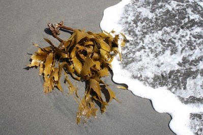 Researchers at work on new kelp source for natural cosmetics