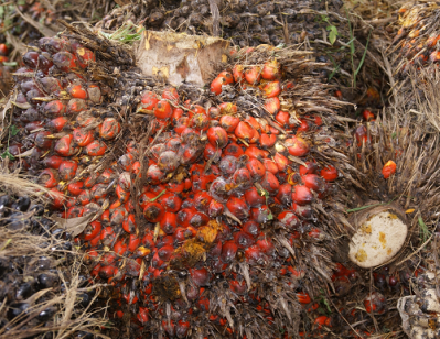 Study shows consumers bear the cost of eco-friendly palm oil