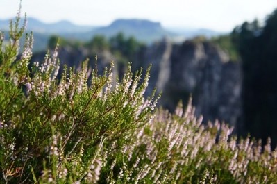 Mountain Rose Herbs proves to be a pacesetter for sustainability in the personal care industry